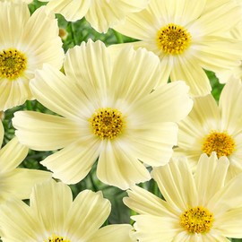Outsidepride 50 Seeds Annual Cosmos Bipannatus Lemonade Yellow Cut Flower Garden Seeds