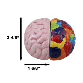 Ebros Gift Colorful Right And Left Brains Magnetic Ceramic Salt And Pepper Shakers Figurine Collectible Set Academic Neuro Lobotomy Themed Brain Anatomy Accent