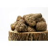 Saint Terra - Rose of Jericho Flower The Resurrection Plant,