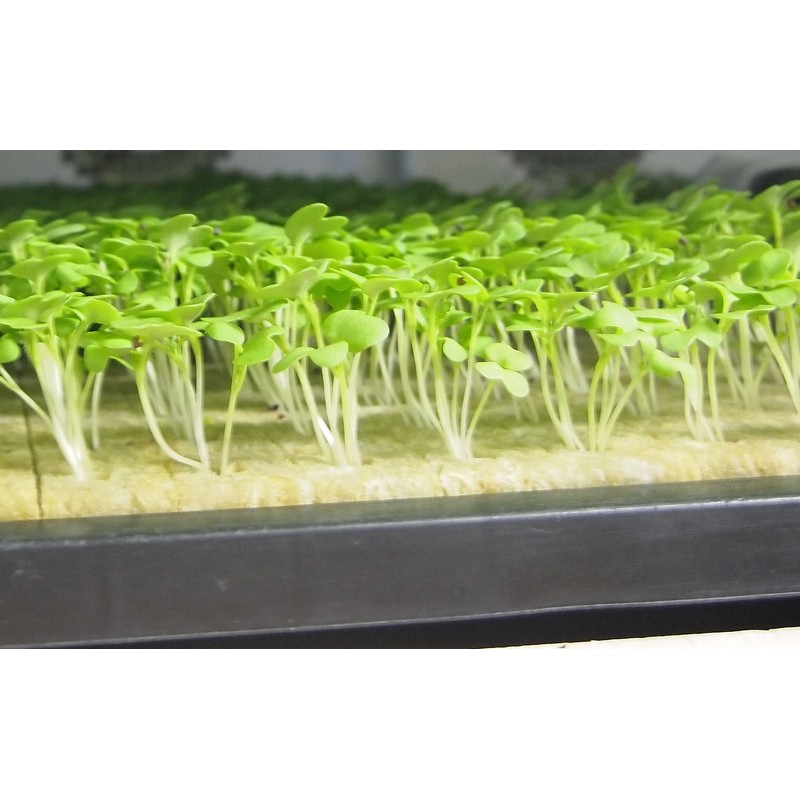 Professional Tom, yasai is Cultivation (Rock Wool)