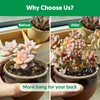 Succulent Cactus Potting Soil Mix (4 qt), All-Purpose Garden Potting