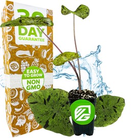 Mojito Elephant Ear PPAF Live Plant - Colocasia esculenta - Wellspring Gardens Starter Plant for Collectors and Garden Enthusiasts, Elephant Ears Plant, Lush Tropical Foliage for Planting