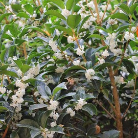 Fragrant Tea Olive Shrub | 1 Extra Large 3 Gallon Plant | Osmanthus Fragrans Blooming Specimen
