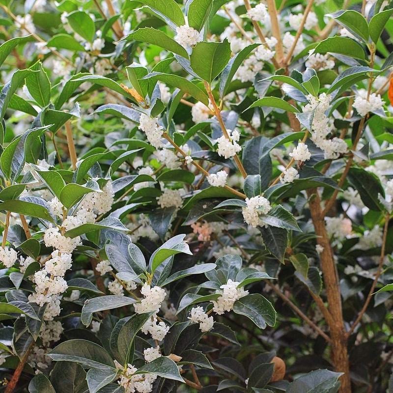 Fragrant Tea Olive Shrub | 1 Extra Large 3 Gallon