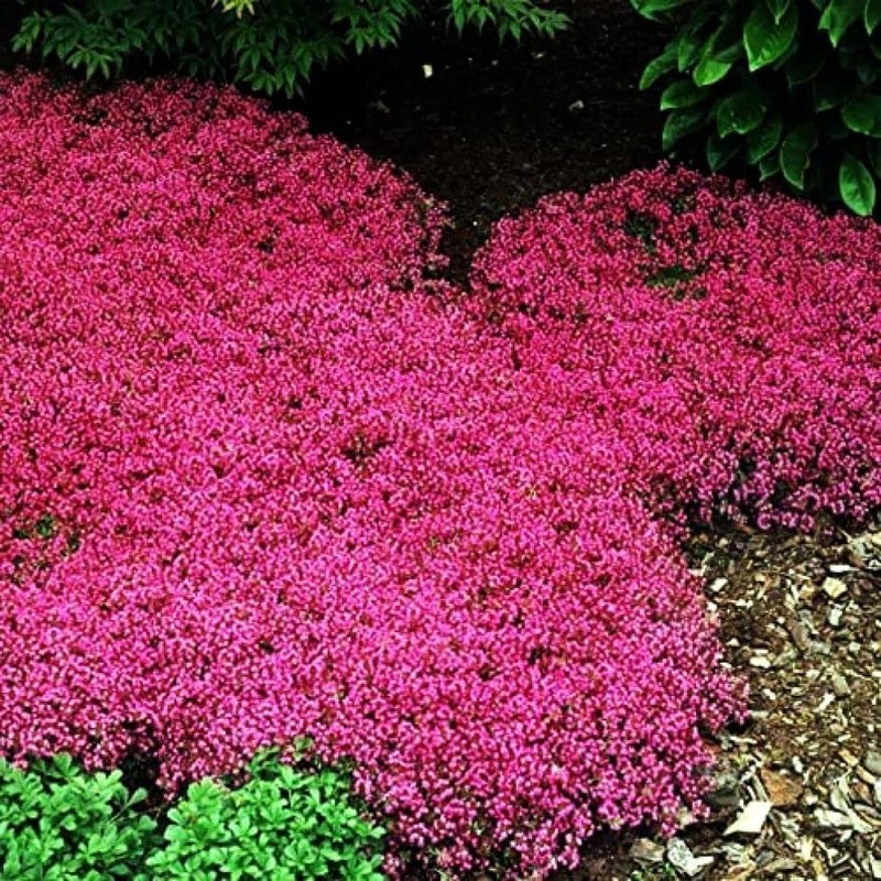 Thyme Seeds|1000 Mix Red Creeping Thyme Seeds for Planting- Wooly
