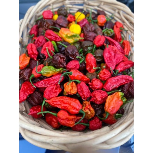 OUR OWN GROWN 60 FRESH PICKED Multi-Color Ghost Pepper Chocolate
