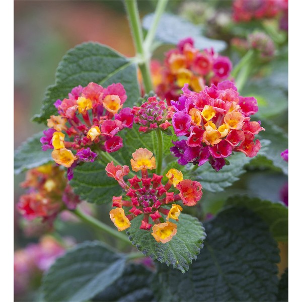 zellajake zellajake Rare Flower Seeds Lantana Camara Flower 100 +