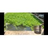 Water Purple Hyacinth Free Floating Aquarium/Pond Plants