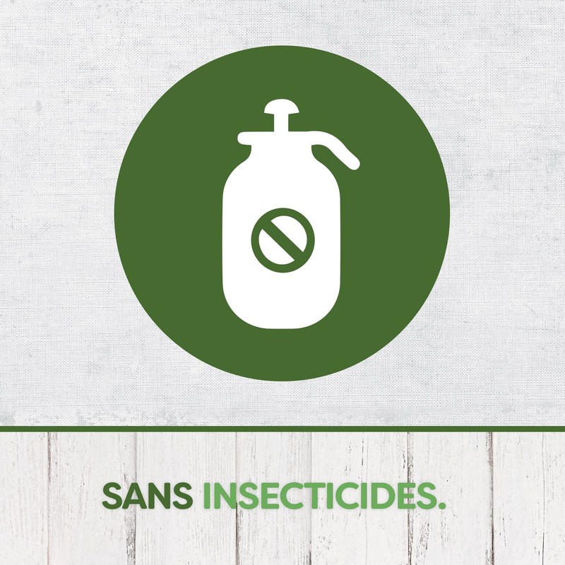 Pyrel Fly Traps and Fruit Flies - Window Stickers, Iris