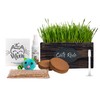 Cali Kiwi Pros Ornamental Indoor Planter with Pet/Cat Grass Growing