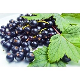 Nature Tea Black Currant Tea - 1 oz - Loose Black Tea Blend from Nature Tea, US Seller