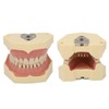 Dental Teaching Model Soft Gum 32 Teeth Dental Demonstration Teeth