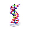 Molymod DNA Double Helix Model, 12 Segments, miniDNA Kit