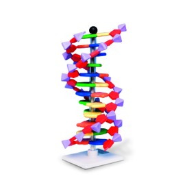 Molymod DNA Double Helix Model, 12 Segments, miniDNA Kit