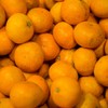 Unshu Mandarin Oranges, Mikan Flower, Ehime Mandarin Oranges, 11.0 lbs