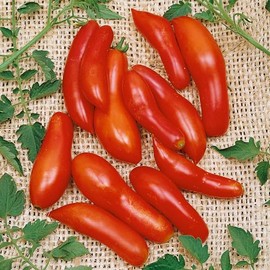 Sausage Tomato Seeds - 1 Oz ~6800 Seeds - Non-GMO, Heirloom - Vegetable Garden - Solanum lycopersicum