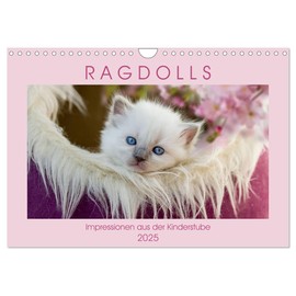 RAGDOLLS Impressions from the Nursery Wall Calendar 2025 DIN A4 Landscape CALVENDO Monthly Calendar