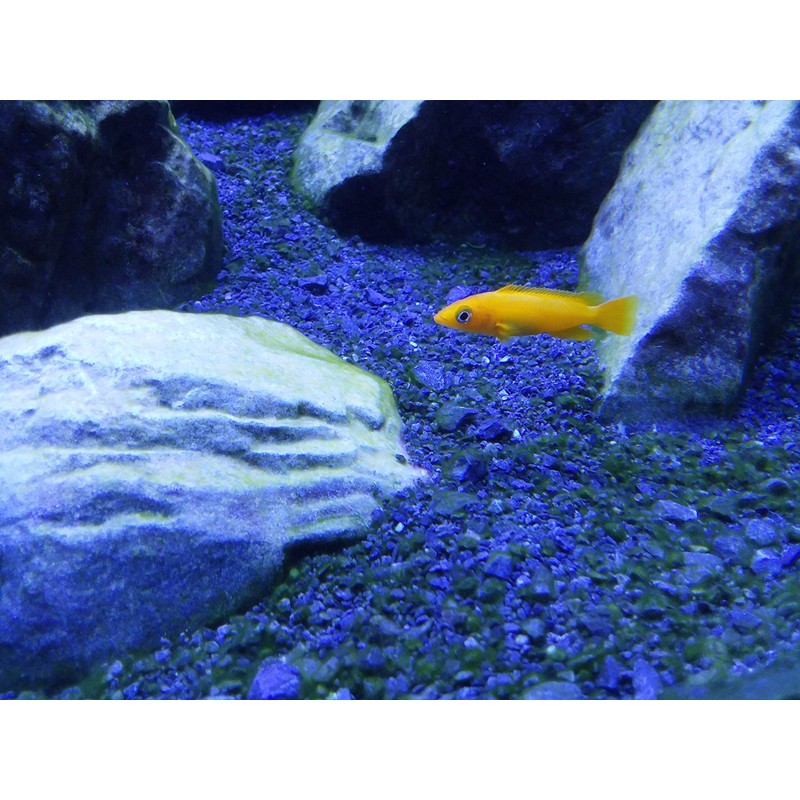 Tanganyika Buffer, 4 kg / 8.8 lbs