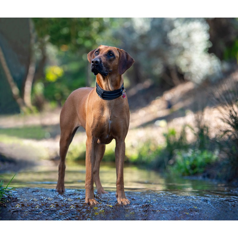 Rogz Classic Padded Dog Collar Reflective Large Black