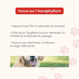 Ascophyllum Nodosum Powder for Dogs and Cats - Oral Hygiene - Reduces Plaque and Tartar - Prevents Bad Breath - Pot 100g - Developed in France