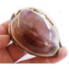 Large Purple Top Tiger Cowrie Shells Seashell 3" Beach Crafts