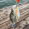 PATIKIL Fishing Lure Blades, 40 Pack 0.6" x 0.4" Fishing