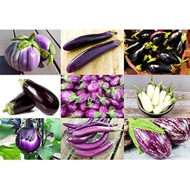 Please Read This is A Mix 30 Eggplant Mix Seeds 11 Varieties Heirloom Non-GMO Aubergine, Asian, European, Italian, White, Profilic, Super Delicious, from USA Solanum melongena