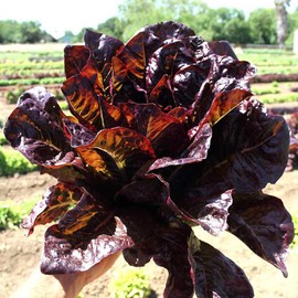 Red Romaine Lettuce - 1/4 LB Bulk ~100,000 Seeds - Heirloom, Open Pollinated, Non-GMO, Farm & Vegetable Gardening Seeds