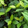 Asiatic Jasmine Minima - 30 Live Plants - Trachelospermum Asiaticum