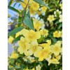 Home-Growth Carolina Jasmine, Yellow Jessamine, Gelsemium Sempervirens - 20 Seeds