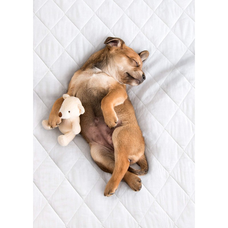 PharMeDoc Washable Bed Pad for Incontinence, Leak Proof & Slip