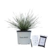 Platinum Beauty Lomandra - 3 Gallon - Includes Planting Kit