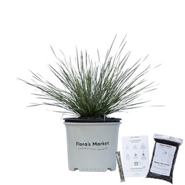 Platinum Beauty Lomandra - 3 Gallon - Includes Planting Kit