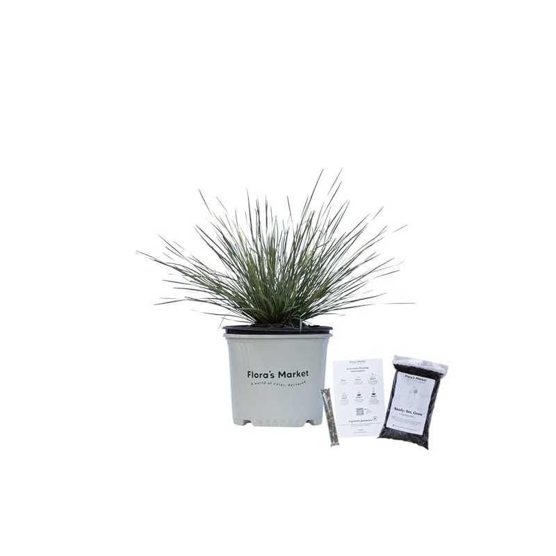 Platinum Beauty Lomandra - 3 Gallon - Includes Planting Kit
