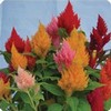 Celosia Plumosa Extra Dwarf Flower Mix ~50 Seeds 6" Heat-Tolerant