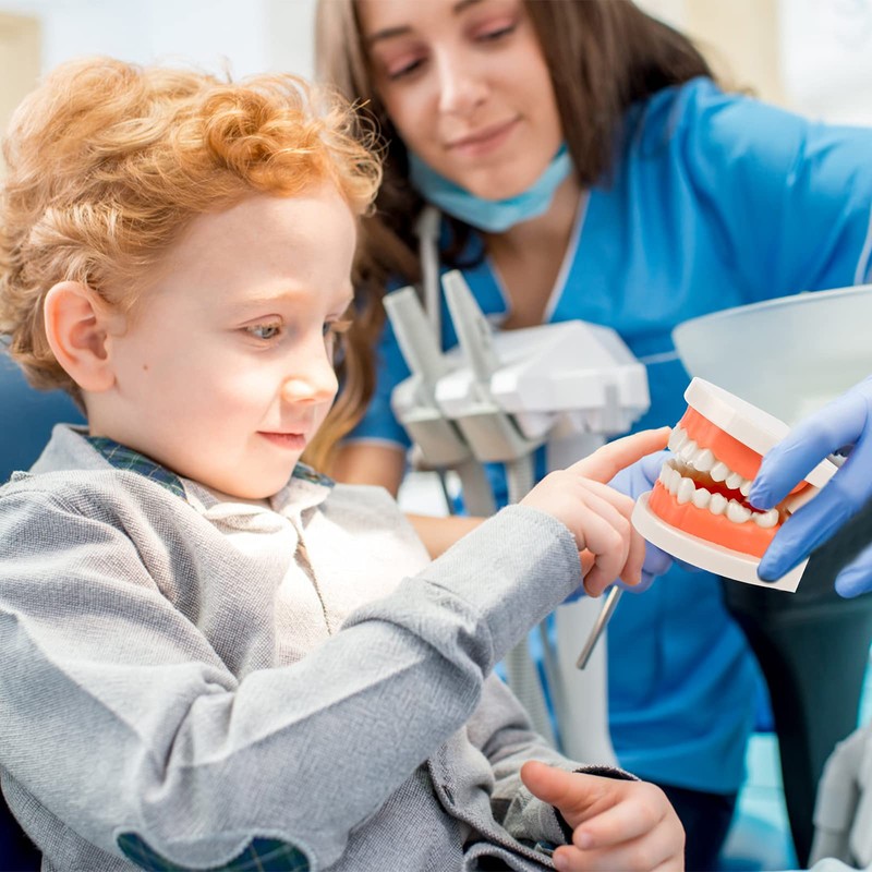 Dental Model 2 Pieces Children's Teeth Model Dental Care Model