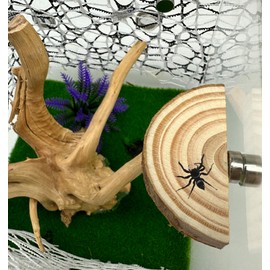 Heyshapeing 3 Pack Natural Wood Jumping Spider Enclosure Ledges with Magnets for Spoods Jumping Spiders Magnetic Jumping Spider Accessories (Not Included The Terrarium) (Pine Arch Shape)