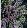 500 Scarlet Kale Seeds for Planting Heirloom Non GMO 2+