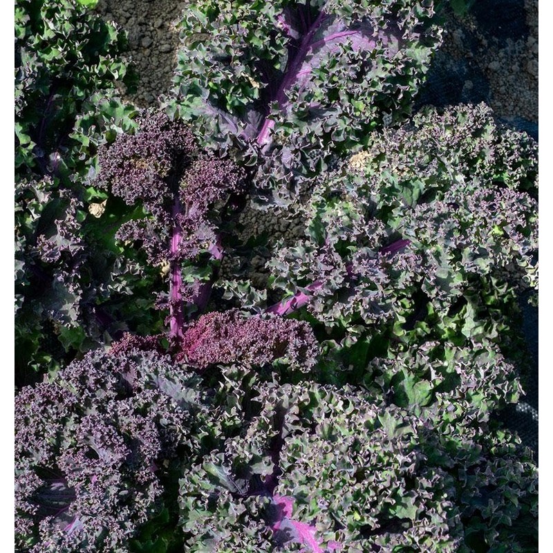 500 Scarlet Kale Seeds for Planting Heirloom Non GMO 2+