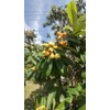 Tree 2 Live Plants 4-8"Tree Japanese Plum 1 Year old