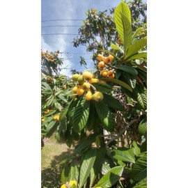Tree 2 Live Plants 4-8"Tree Japanese Plum 1 Year old Edible Fruit Leavs for Tea Org