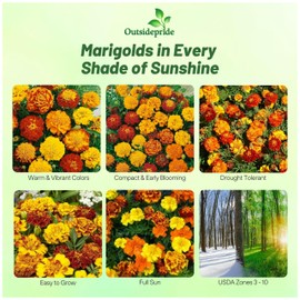 Outsidepride Outsidepride French Marigold Seeds Mix - 1/4 Lb. Annual, Compact, Heat & Drought Tolerant Flower Seeds for Planting w/Orange & Yellow Prolific Blooms, Ideal for Vibrant Pollinator Gardens