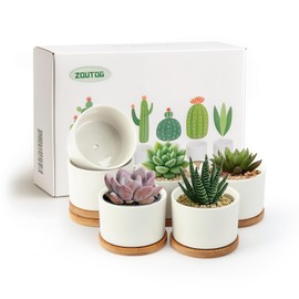 ZOUTOG Succulent Pots 3.1 Inch,6 Pack Succulent Planters,Small Pots for Plants with Drainage and Tray,White Ceramic Flower Planters for Indoor Plants,Home,Office,Desk