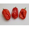 Aji Dulce Red Pepper 10+ Seeds