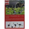 Busch 1194 Ostriches 4/HO Scale Scenery Kit