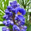 Hawaiian Blue (polu) Dichorisandra Thyrsiflora Ginger Plant Roots 2 Pack
