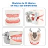 Tipodonto Tipo Nissiin Encía Suave Dientes