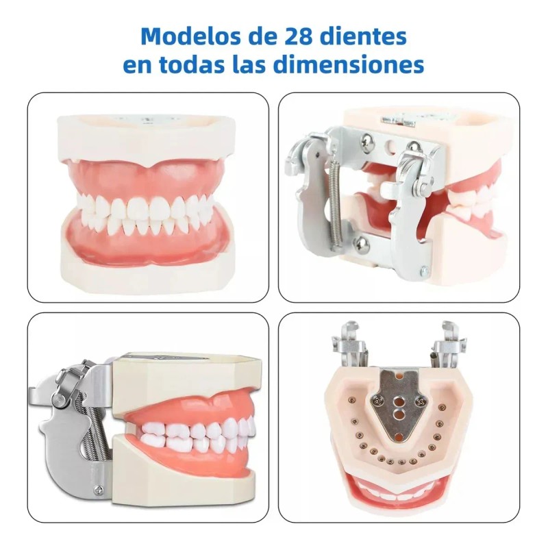 Tipodonto Tipo Nissiin Encía Suave Dientes