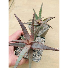 Aloe hybrid ‘Purple Wave’ (Aloe Castilloniae X ‘Purple Haze’) Rare Aloes, Plants