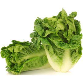 1000+ Little Gem Lettuce Seeds for Planting - Heirloom, Non-GMO, USA Grown - Grows Adorable Mini Romaine Lettuce Heads About 6" Tall